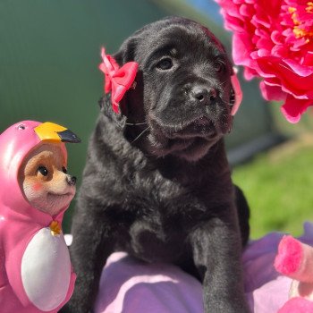 chiot Retriever du Labrador noire chiot (Portée Séville ❤ Ravel 2025) - Femelle noire élevage du Fond de la Noye chiot Retriever du Labrador noire chiot (Portée Séville ❤ Ravel 2025) - Femelle noire élevage du Fond de la Noye