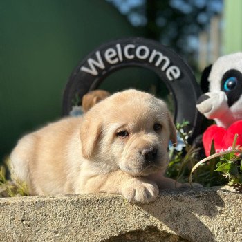 chiot Retriever du Labrador sable chiot (Portée Tallinn ❤ George 2025) - Mâle sable élevage du Fond de la Noye chiot Retriever du Labrador sable chiot (Portée Tallinn ❤ George 2025) - Mâle sable élevage du Fond de la Noye
