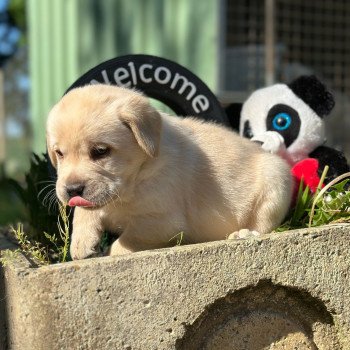 chiot Retriever du Labrador sable chiot (Portée Tallinn ❤ George 2025) - Mâle sable élevage du Fond de la Noye chiot Retriever du Labrador sable chiot (Portée Tallinn ❤ George 2025) - Mâle sable élevage du Fond de la Noye