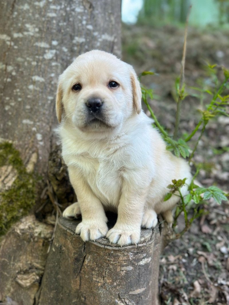 chiot (Portée Tallinn ❤ George 2025) - Mâle sable du Fond de la Noye Mâle Retriever du Labrador chiot (Portée Tallinn ❤ George 2025) - Mâle sable du Fond de la Noye Mâle Retriever du Labrador