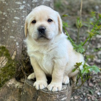 chiot Retriever du Labrador sable chiot (Portée Tallinn ❤ George 2025) - Mâle sable élevage du Fond de la Noye chiot Retriever du Labrador sable chiot (Portée Tallinn ❤ George 2025) - Mâle sable élevage du Fond de la Noye