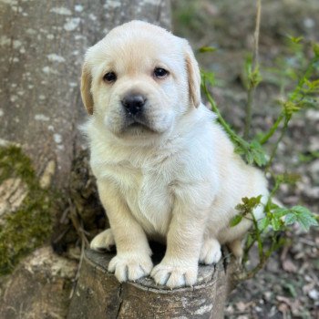 chiot Retriever du Labrador sable chiot (Portée Tallinn ❤ George 2025) - Mâle sable élevage du Fond de la Noye chiot Retriever du Labrador sable chiot (Portée Tallinn ❤ George 2025) - Mâle sable élevage du Fond de la Noye