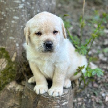 chiot Retriever du Labrador sable chiot (Portée Tallinn ❤ George 2025) - Mâle sable élevage du Fond de la Noye chiot Retriever du Labrador sable chiot (Portée Tallinn ❤ George 2025) - Mâle sable élevage du Fond de la Noye