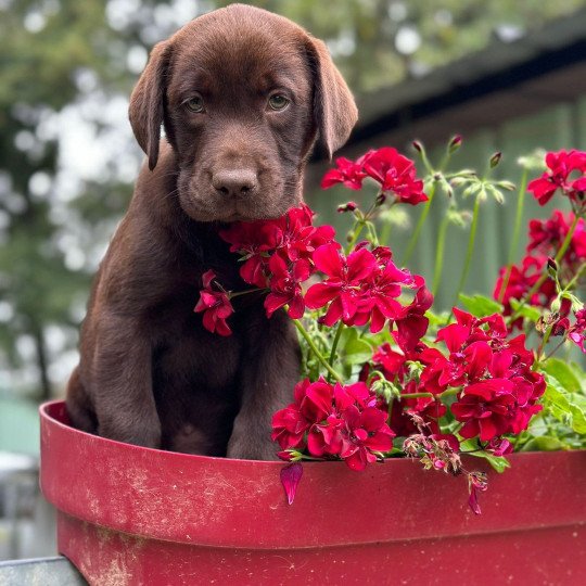 V'Ramses du Fond de la Noye Mâle Retriever du Labrador