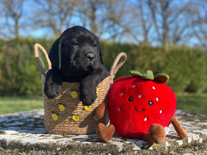 chiot (Portée Uruguay ❤ Ravel 2026) - Femelle noire du Fond de la Noye Femelle Retriever du Labrador