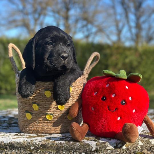 Bella du Fond de la Noye Femelle Retriever du Labrador