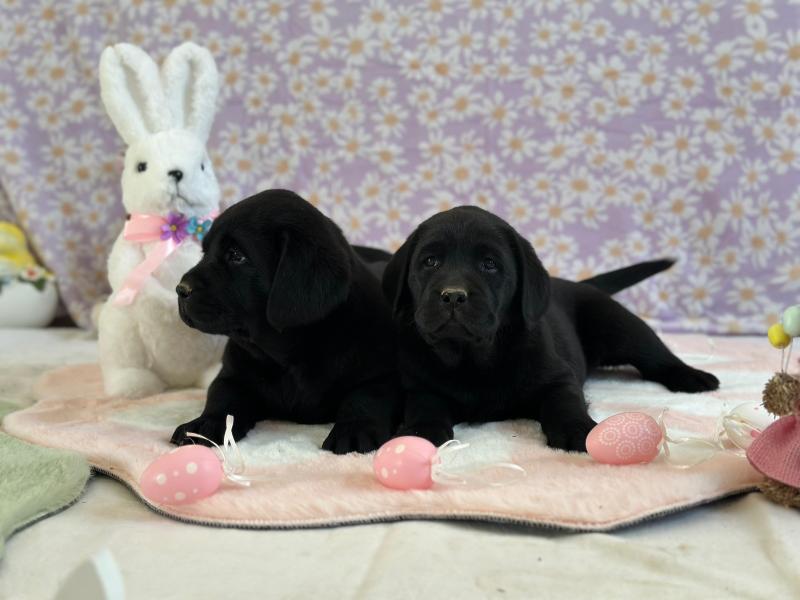 chiot (Portée Uruguay ❤ Ravel 2026) - Mâle noir du Fond de la Noye Mâle Retriever du Labrador