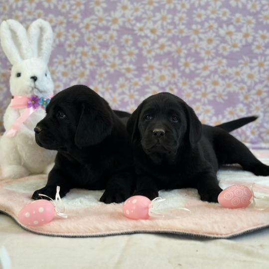 Barney du Fond de la Noye Mâle Retriever du Labrador