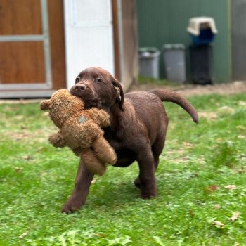 chiot Retriever du Labrador chocolat chiot (Portée Utah ❤ Louie 2025) - Mâle chocolat élevage du Fond de la Noye