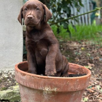 chiot Retriever du Labrador chocolat chiot (Portée Utah ❤ Louie 2025) - Mâle chocolat élevage du Fond de la Noye