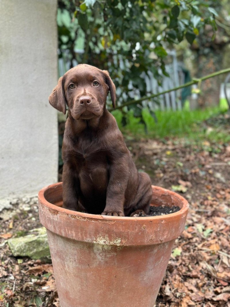 chiot (Portée Utah ❤ Louie 2025) - Mâle chocolat du Fond de la Noye Mâle Retriever du Labrador