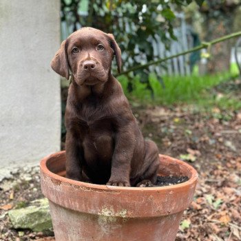 chiot Retriever du Labrador chocolat chiot (Portée Utah ❤ Louie 2025) - Mâle chocolat élevage du Fond de la Noye