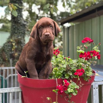 chiot Retriever du Labrador chocolat chiot (Portée Utah ❤ Louie 2025) - Mâle chocolat élevage du Fond de la Noye