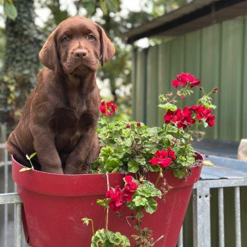 chiot Retriever du Labrador chocolat chiot (Portée Utah ❤ Louie 2025) - Mâle chocolat élevage du Fond de la Noye
