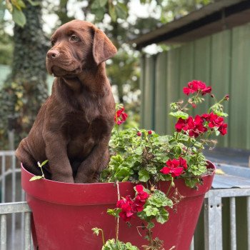 chiot Retriever du Labrador chocolat chiot (Portée Utah ❤ Louie 2025) - Mâle chocolat élevage du Fond de la Noye