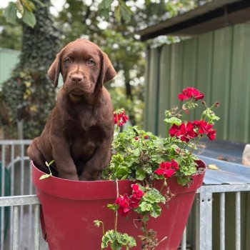 chiot Retriever du Labrador chocolat chiot (Portée Utah ❤ Louie 2025) - Mâle chocolat élevage du Fond de la Noye