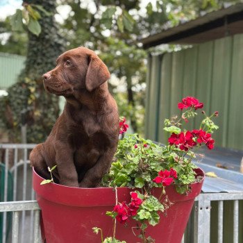 chiot Retriever du Labrador chocolat chiot (Portée Utah ❤ Louie 2025) - Mâle chocolat élevage du Fond de la Noye