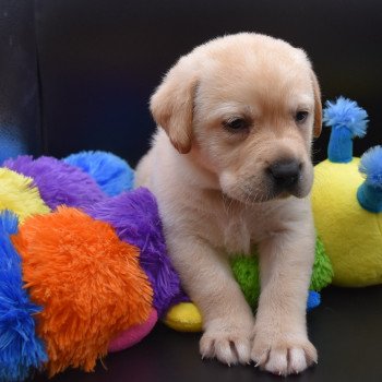 chiot Retriever du Labrador sable Collier bleu élevage du Fond de la Noye