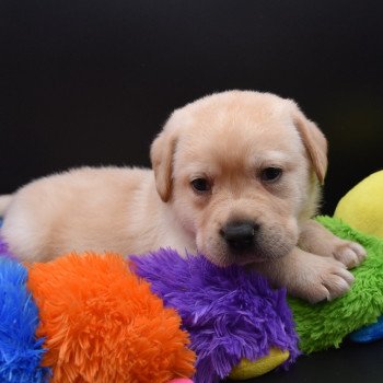 chiot Retriever du Labrador sable Collier bleu élevage du Fond de la Noye chiot Retriever du Labrador sable Collier bleu élevage du Fond de la Noye