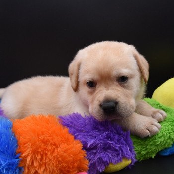 chiot Retriever du Labrador sable Collier bleu élevage du Fond de la Noye