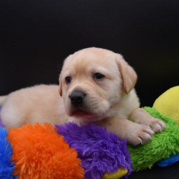 chiot Retriever du Labrador sable Collier bleu élevage du Fond de la Noye