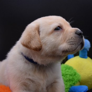 chiot Retriever du Labrador sable Collier bleu élevage du Fond de la Noye