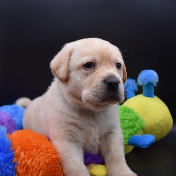 chiot Retriever du Labrador sable Collier bleu élevage du Fond de la Noye