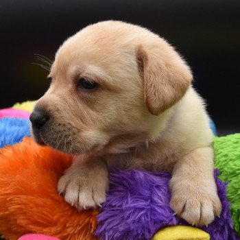 chiot Retriever du Labrador sable Collier bleu élevage du Fond de la Noye