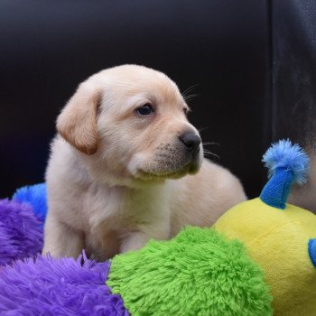 chiot Retriever du Labrador sable Collier bleu élevage du Fond de la Noye