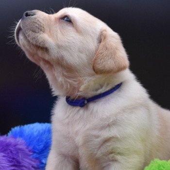 chiot Retriever du Labrador sable Collier bleu élevage du Fond de la Noye chiot Retriever du Labrador sable Collier bleu élevage du Fond de la Noye