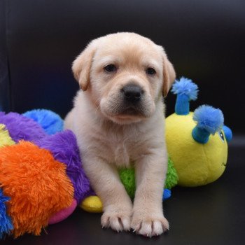 chiot Retriever du Labrador sable Collier bleu élevage du Fond de la Noye