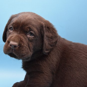 chiot Retriever du Labrador chocolat Collier bleu foncé élevage du Fond de la Noye