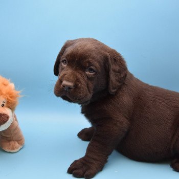 chiot Retriever du Labrador chocolat Collier bleu foncé élevage du Fond de la Noye