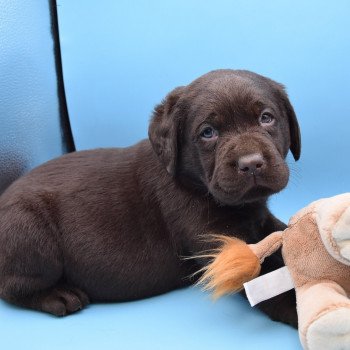 chiot Retriever du Labrador chocolat Collier bleu foncé élevage du Fond de la Noye