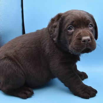 chiot Retriever du Labrador chocolat Collier bleu foncé élevage du Fond de la Noye chiot Retriever du Labrador chocolat Collier bleu foncé élevage du Fond de la Noye