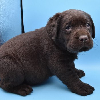 chiot Retriever du Labrador chocolat Collier bleu foncé élevage du Fond de la Noye