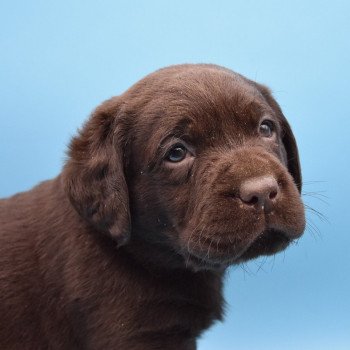 chiot Retriever du Labrador chocolat Collier bleu foncé élevage du Fond de la Noye