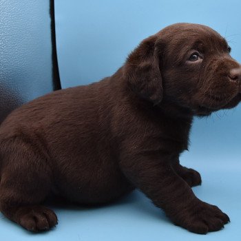 chiot Retriever du Labrador chocolat Collier bleu foncé élevage du Fond de la Noye