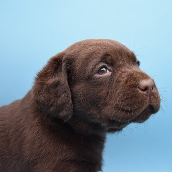 chiot Retriever du Labrador chocolat Collier bleu foncé élevage du Fond de la Noye