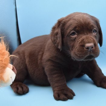 chiot Retriever du Labrador chocolat Collier bleu foncé élevage du Fond de la Noye