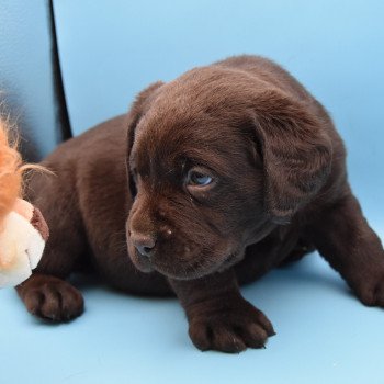 chiot Retriever du Labrador chocolat Collier bleu foncé élevage du Fond de la Noye