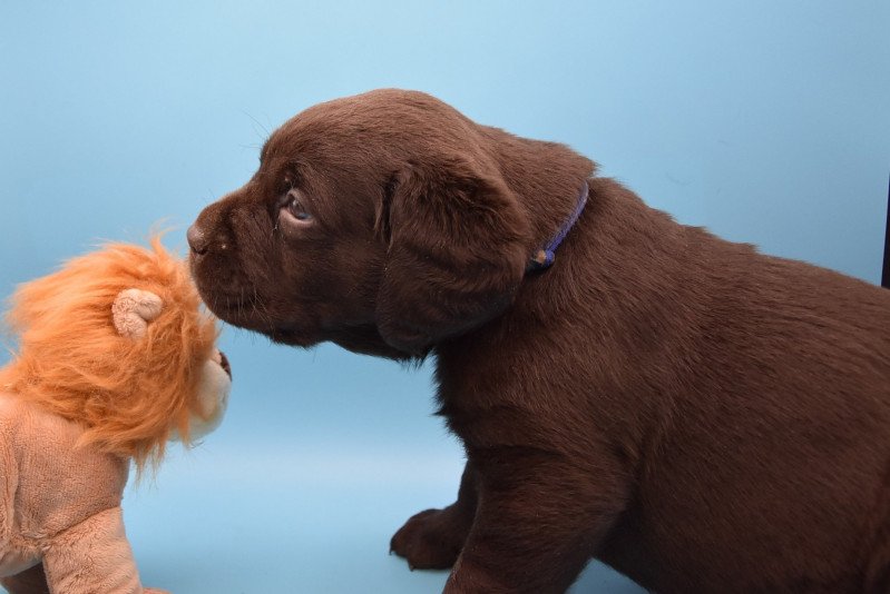 S'Pepin du Fond de la Noye Mâle Retriever du Labrador