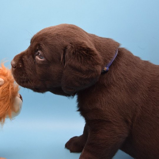 S'Pepin du Fond de la Noye Mâle Retriever du Labrador