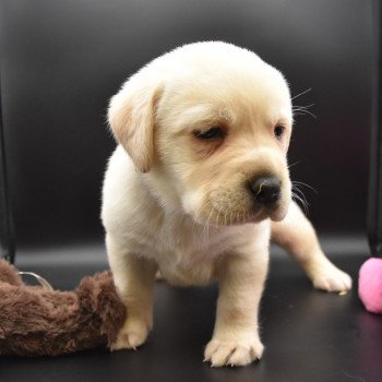 chiot Retriever du Labrador sable Collier gris élevage du Fond de la Noye