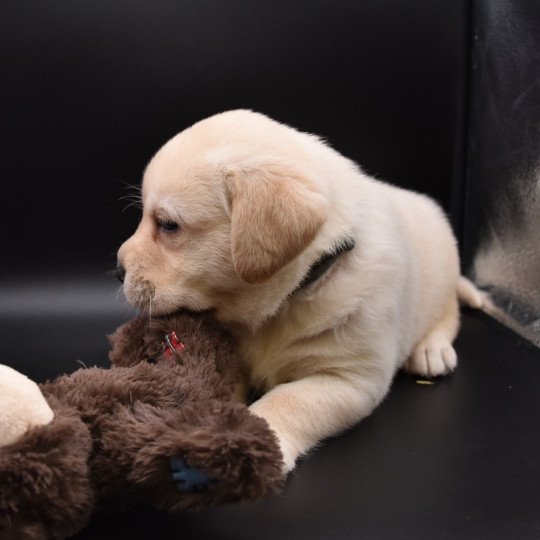 Saïko du Fond de la Noye Mâle Retriever du Labrador