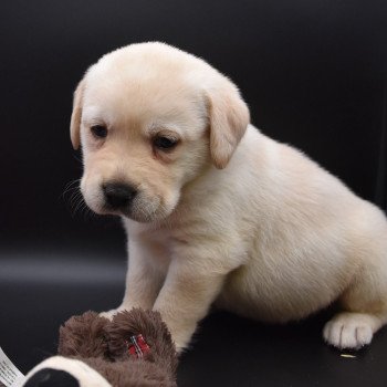 chiot Retriever du Labrador sable Collier gris élevage du Fond de la Noye