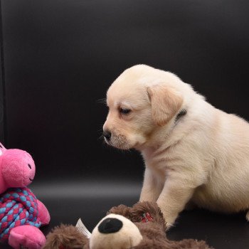 chiot Retriever du Labrador sable Collier gris élevage du Fond de la Noye