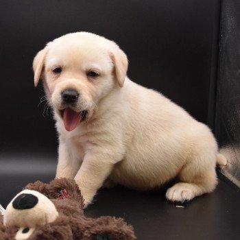 chiot Retriever du Labrador sable Collier gris élevage du Fond de la Noye