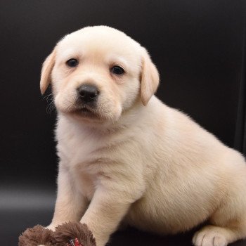 chiot Retriever du Labrador sable Collier gris élevage du Fond de la Noye