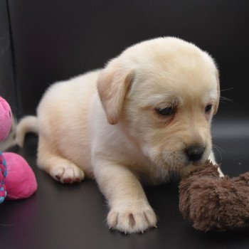 chiot Retriever du Labrador sable Collier gris élevage du Fond de la Noye